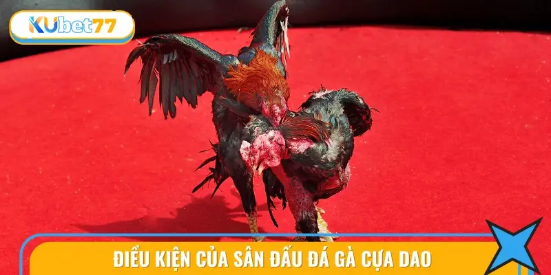 Điều Kiện Của Sân Đấu Đá gà cựa dao