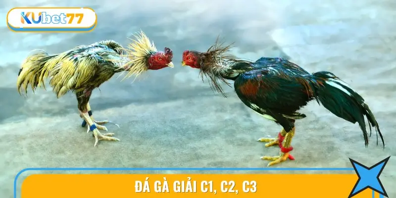 Các hình thức cá cược phổ biến trong sabong