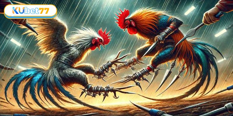 Đôi nét về sàn đấu gà cựa sắt